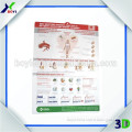 3D poster plastic medical chart Hot promotional